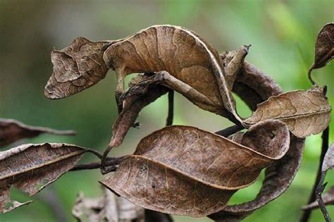 家有壁虎 風水|在風水學中：家裡進壁虎是什麼寓意？4種預兆要「小心」了